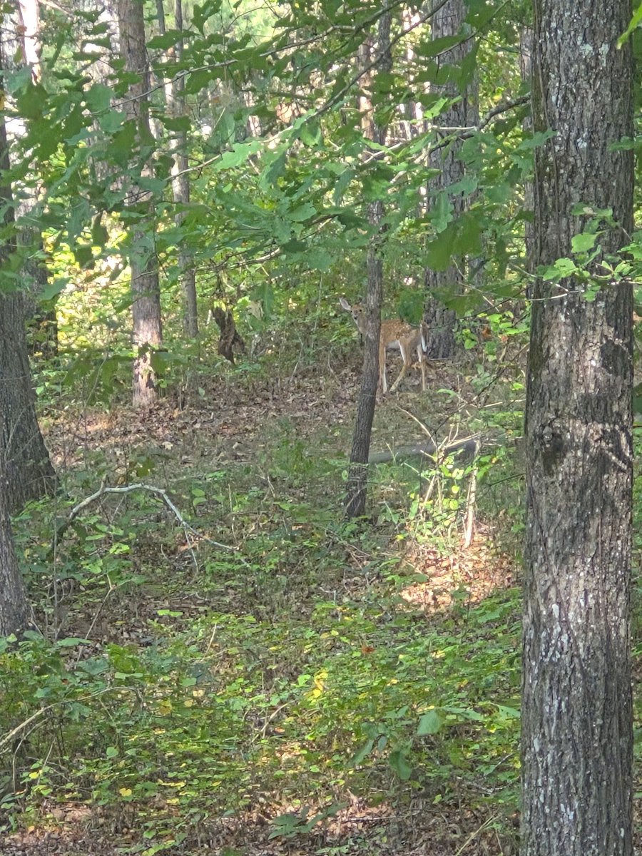 ALRebels's tweet photo. One of the videos is a goofy motherfucker in the background (my goofy ass dad) 😂😂, and WE SAW DEER 🦌 MAN (2 of ‘em) @daisywaffenfr3n https://t.co/wuegBnjN1H
