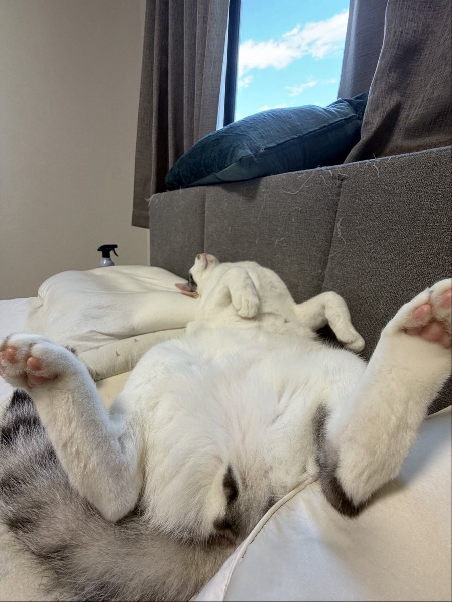 Ponzu250730's tweet photo. にんげんのみなさーん
あさですよー
はたらいてくださーい🐱 https://t.co/OEQDoMQ4t0