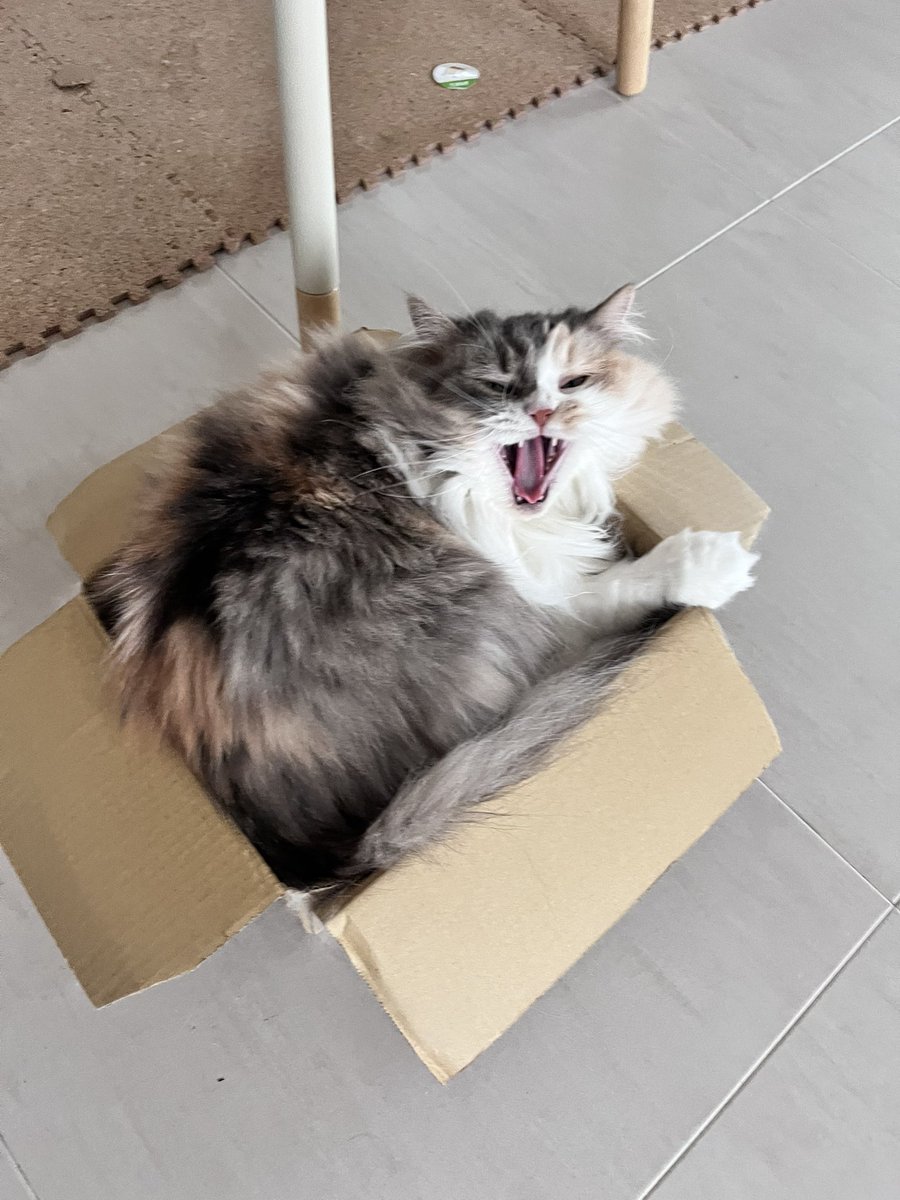 nagitointerior's tweet photo. 本日の箱詰め🐈 https://t.co/C5YidXh9Gj