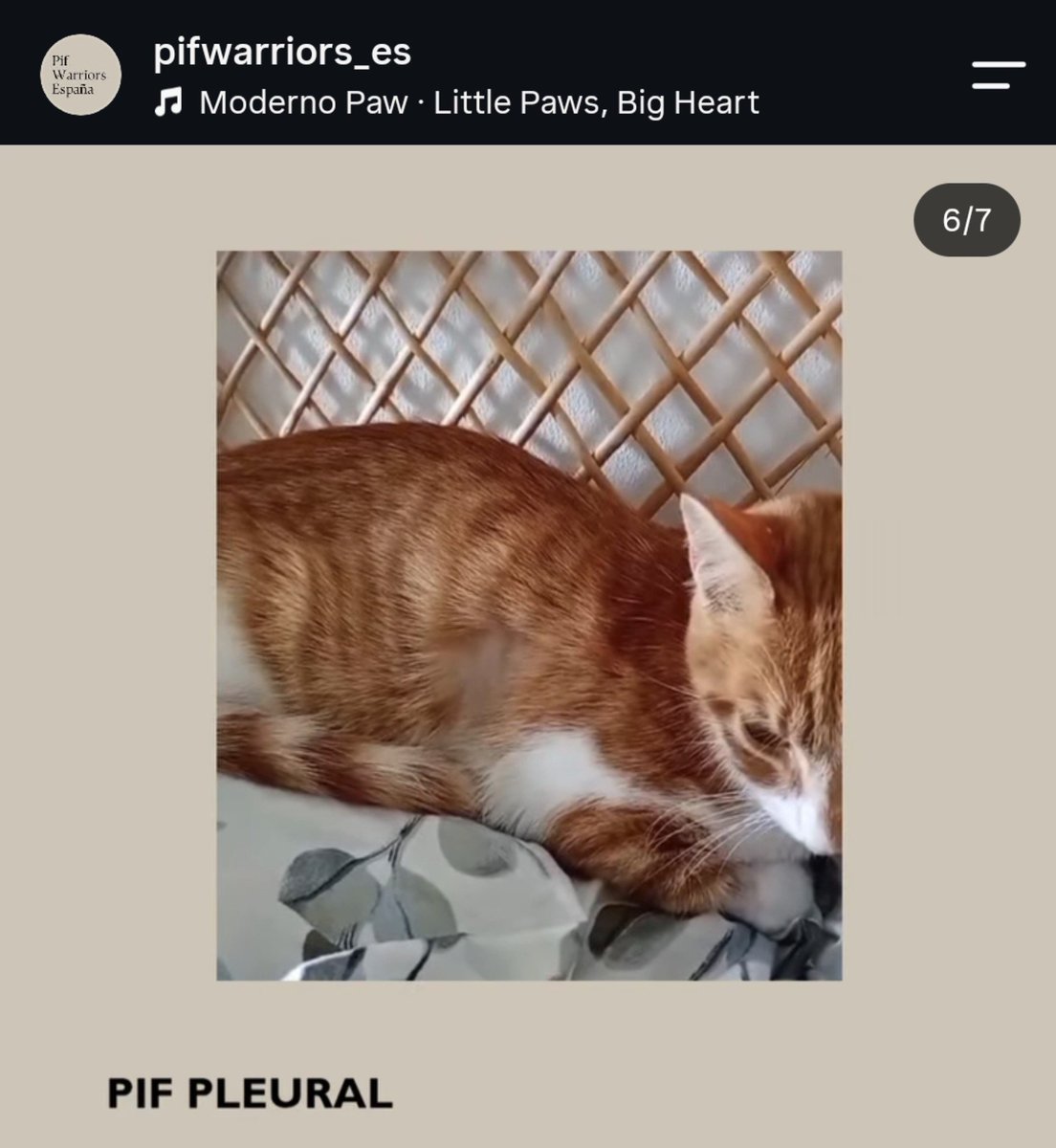 Neinei_rescue's tweet photo. ¿Sabías que hay una enfermedad que si tu gato padece, depende del veterinario que te atienda te va a aconsejar eutanasiar a pesar de que con tratamiento solo el 8% de los gatos fallecen?

Sin el tratamiento el 95% de los gatos mueren en pocos días o semanas.

Espera, como? Existe un tratamiento con un 92% de eficacia y el veterinario me va a recomendar que eutanasie directamente? Por qué?? 

Pues porque en España el tratamiento es ilegal.
Por una puta falta de licencia comercial!

Y el veterinario se juega la carrera administrando ese fármaco que se debe comprar en países extranjeros y llega a España de manera ilegal. Por lo que algunos veterinarios no mencionan que hay tratamiento.

Estoy hablando del PIF (Peritonitis Infecciosa Felina). Es una mutación de un virus muy común entre gatos. El coronavirus. Y hay varios tipos de PIF que se presentan con síntomas muy distintos.

Yo no tengo potestad para cambiar las leyes pero quiero que todo el mundo que tenga gato sepa que esto puede pasarle y que hay opciones!! 

Y que hay gente que dedica su vida a salvar a gatos con PIF pese a estar jugándosela constantemente. Por eso mismo me gustaría que aprendierais esto hoy y que se lo explicarais a alguien con gatos mañana. O que lo compartáis.
Que sigáis a @ pifwarriors_es en ig y que si a tu gato le pasa y no sabes que hacer que me escribas.

Es un tratamiento caro pero muy efectivo. Si hay solución.

La información salva vidas
#elpiftienecura

Guarda esta página por si la necesitas tú o alguien que conozcas!

https://t.co/1SKOz3hgx0