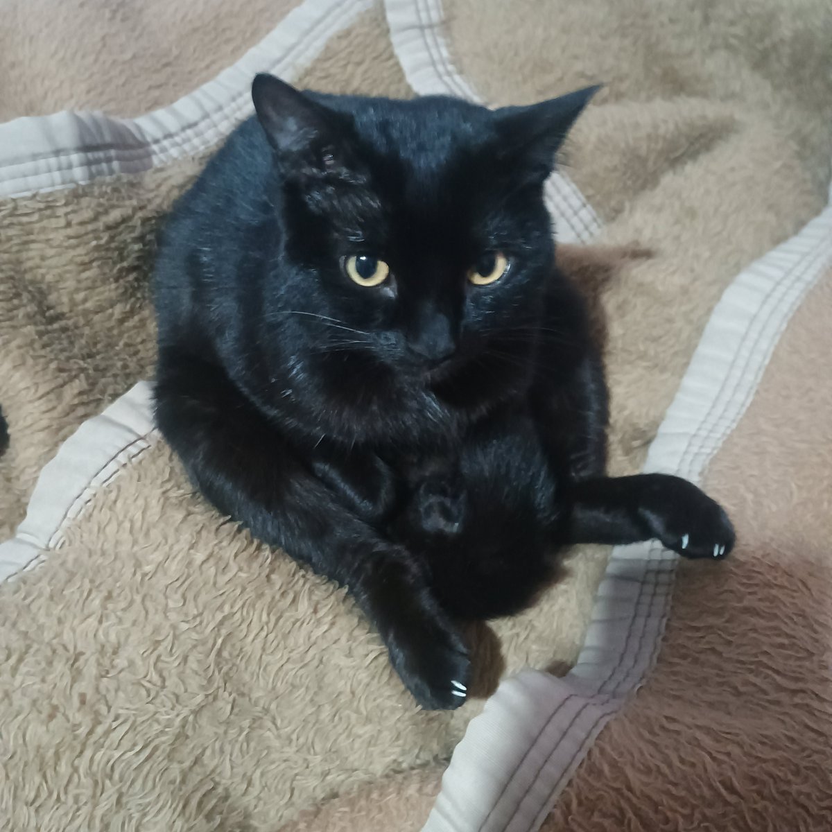 bakupowzy's tweet photo. OLHA O JEITO QUE ESSE GATO SENTA ISSO NAO É NORMAL KKKKKKKKKKKKKKKKKKKKKK https://t.co/mZNy4dUsbL