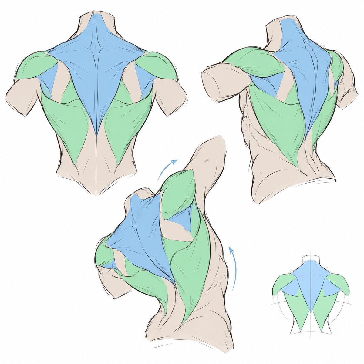 ezdrawps's tweet photo. Torso movement reference https://t.co/wU5d3UCtfF