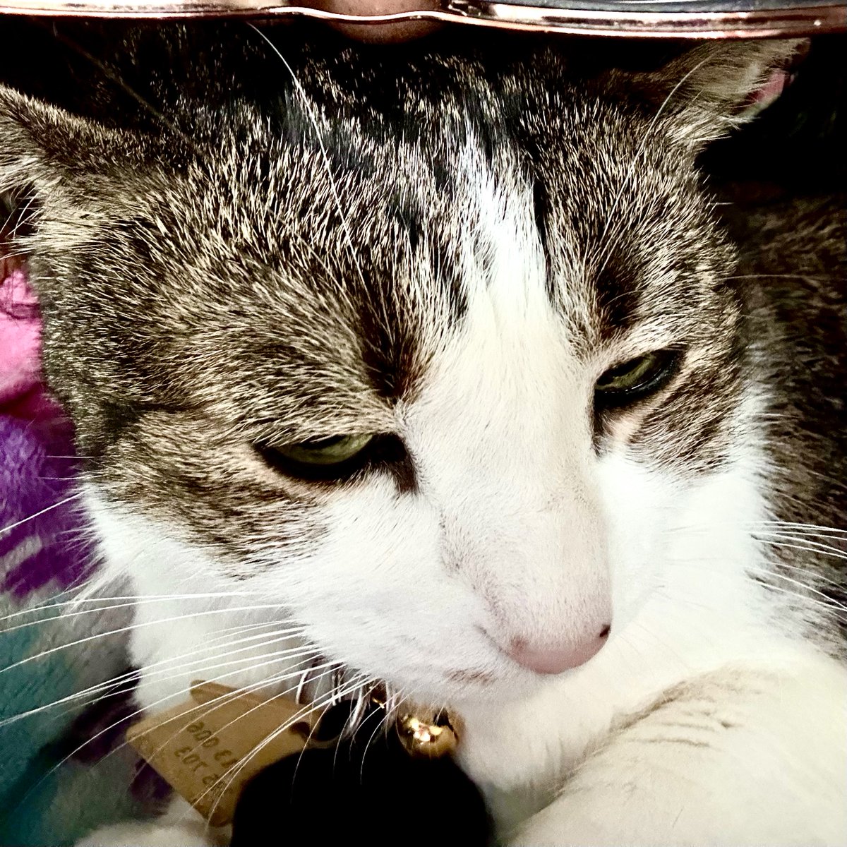 mynmay's tweet photo. My sweet girl. Not a diabetic service pet, but somehow knows that my BGs dropped! https://t.co/ha36RDj4tW