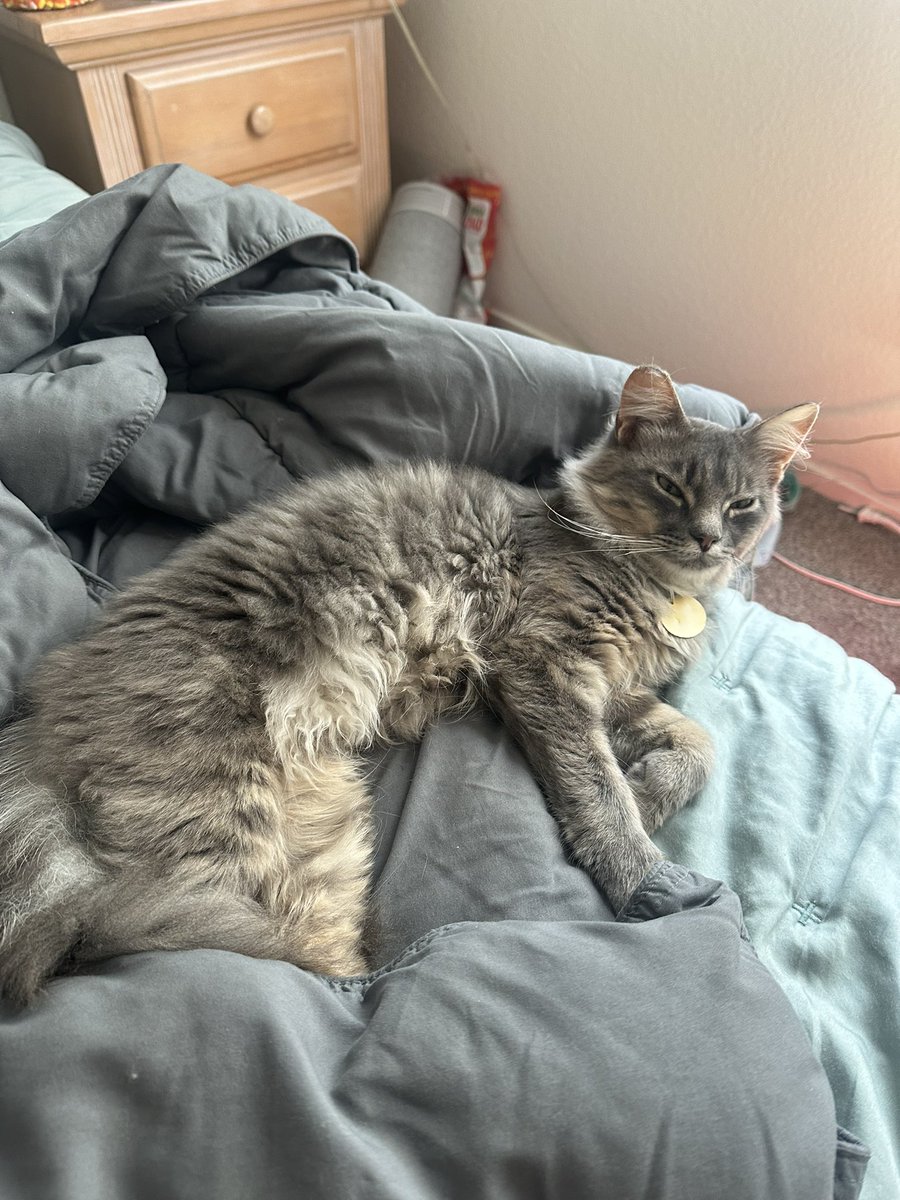 silverr4bbit's tweet photo. Gf sent me a photo of my son looking quite peeved https://t.co/GCjXsk0BwJ
