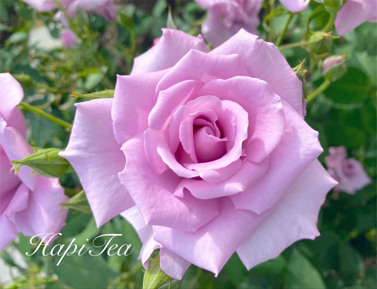hapi_tea tweet picture