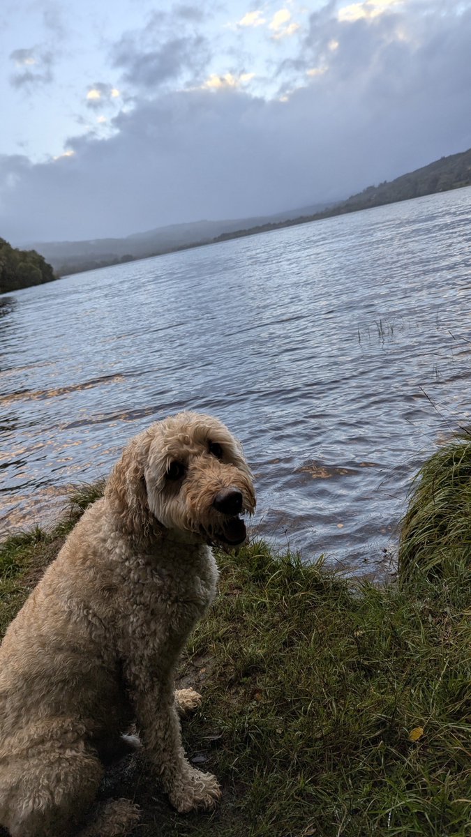 BarneyDood's tweet photo. A wet visit to Loch Meiklie in Glen Urquhart Inverness
#LochMeiklie #GlenUrquhart #barneydood #dogsonX https://t.co/cLTG0EgVlH