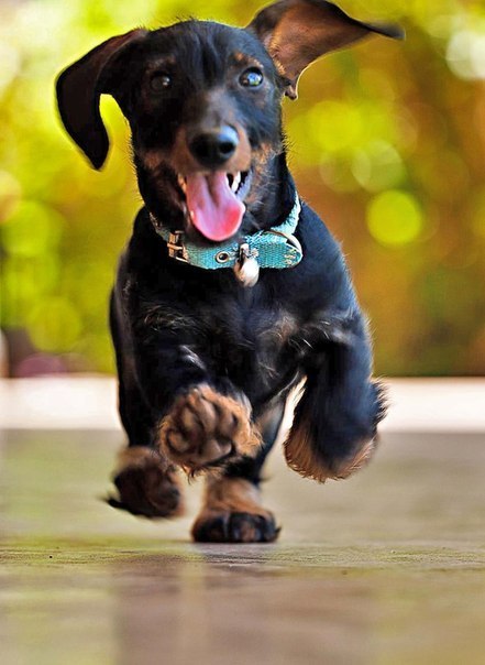 CuteDogs89's tweet photo. https://t.co/UJeftO7TgL
