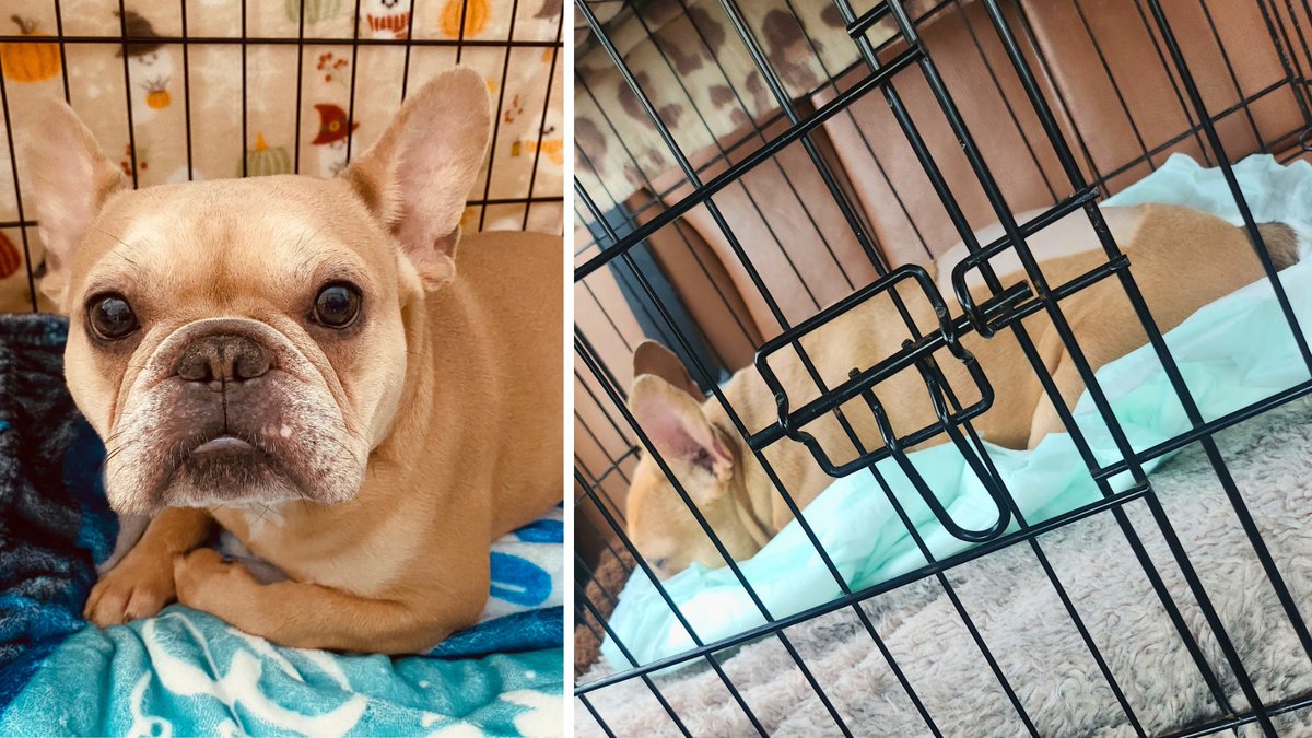 ForTheLoveAlex's tweet photo. BROWNIE WILL WALK AGAIN! 🙌 🐶 Thanks to surgery funded by our "Just 4 Dogs" fundraiser, Brownie is recovering! #fortheloveofalex #nonprofit #dog #dogoftheday #frenchbulldog #cutedogs #perro #dogmom #doglovers #doglife #helpingothers #veterinarycare #woof https://t.co/cXiiZPNdhw https://t.co/wr4kB2ESTA