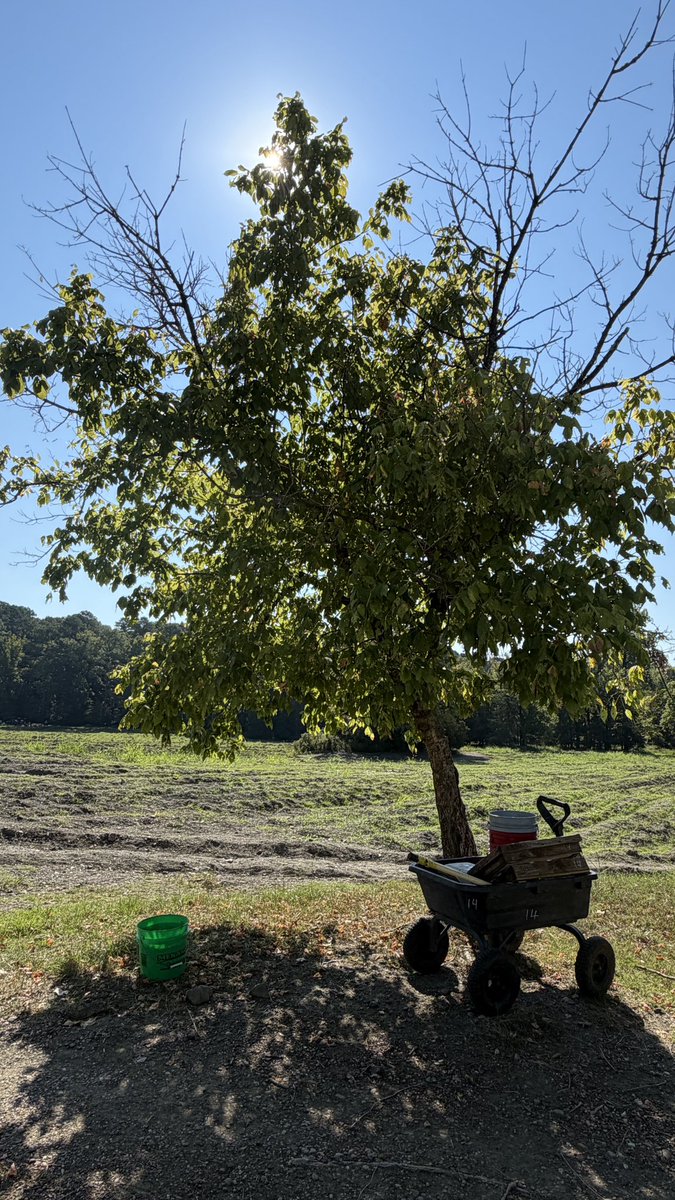 Daisytan31's tweet photo. Crater of Diamonds State Park, Pike County, Arkansas https://t.co/JEclnqGPAP