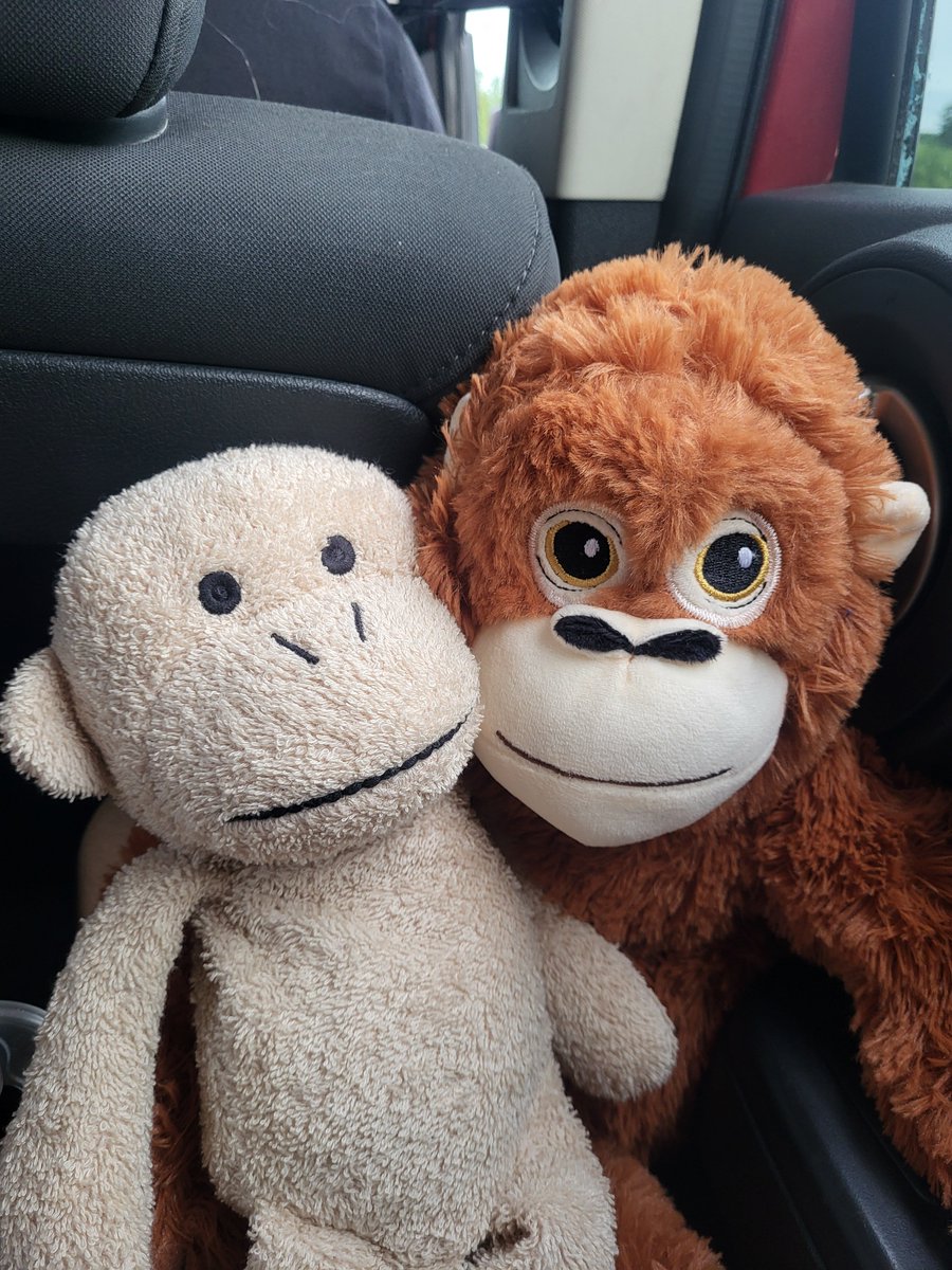 primateluvr's tweet photo. When you have a friend https://t.co/GDm7fGrt9D