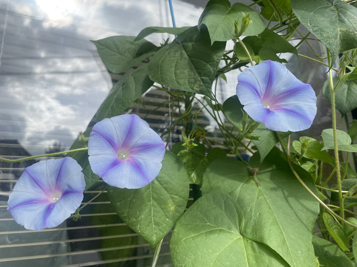 YoppyYuko's tweet photo. ☁️月曜日 おはようございますっ
🌡21℃ 予想最高気温 23℃

昨日は地元の秋祭り
流し踊りと、ナニャドヤラという地元に伝わる念仏踊りの大会に出演し最優秀賞GET🙌

着替えて、次男くんと駅前に戻ってきたら、たいまつも花火も終わってた…🥲
(写真はポスター)

今日は、反省会🍻
みなさまご安全に👋 https://t.co/NIiZYeGVMV