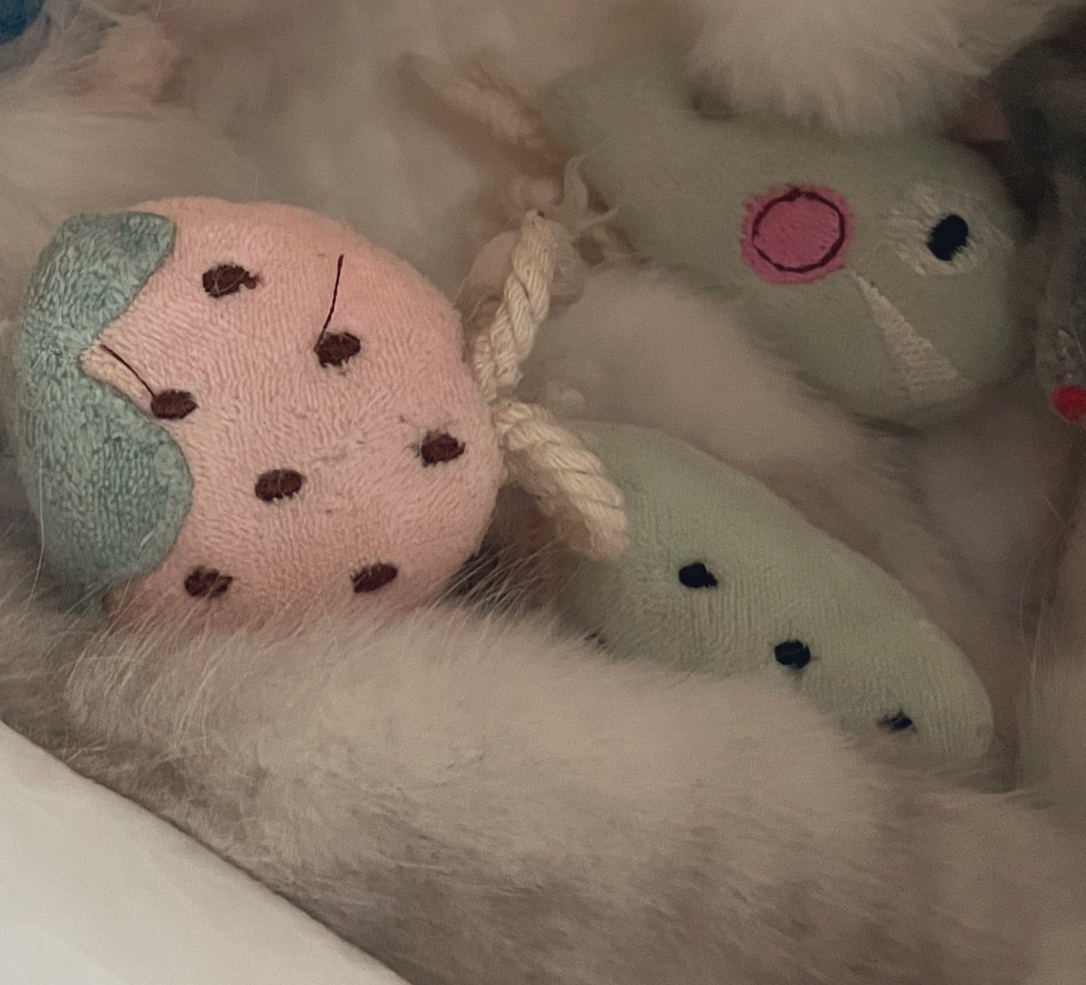 cinnamon_kunn's tweet photo. 昨日、9/6の朝にしーくんが眠りました。
原因不明の突然死。
まだ3歳になったばかりです。

現実だと思いたくない、
気持ちが追いつかず、辛くてたまりません。

もうすぐお空にお見送りです。

可愛がって下さった皆様ありがとうございました。
少しの間しーくんを思ってくださると嬉しいと思います🙇🏻‍♀️ https://t.co/mG80fFXIVM