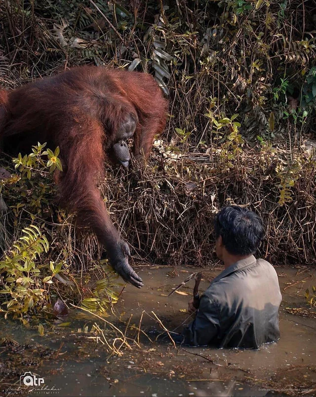 ECOWARRIORSS's tweet photo. I am totally gutted by this 
This is how an Orangutan greets a human - with a helping hand and below this is how humans have treated our closest relatives 
Demand End to Palm oil now - its in almost every product out there just to enhance human taste buds and its not needed https://t.co/4m9tKED1RD