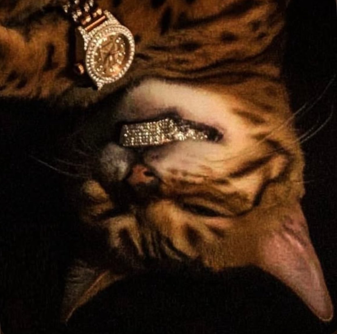 upsidedowncatSF's tweet photo. @blknoiz06 hi https://t.co/XCVBmblURA