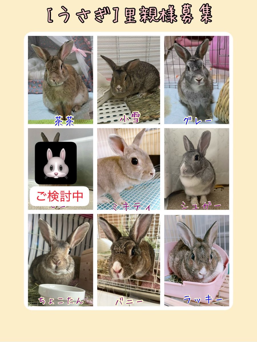 Rabbiness_chiba's tweet photo. #千葉県 #学校うさぎ #里親募集
2026.7より一時預かり中
うさぎをしっかり診ていただける獣医さんに悪いところは治療していただきました

掲示板ハグーからも募集中

どうぞよろしくお願いいたします
m(_ _)m https://t.co/4cfAY54iaR