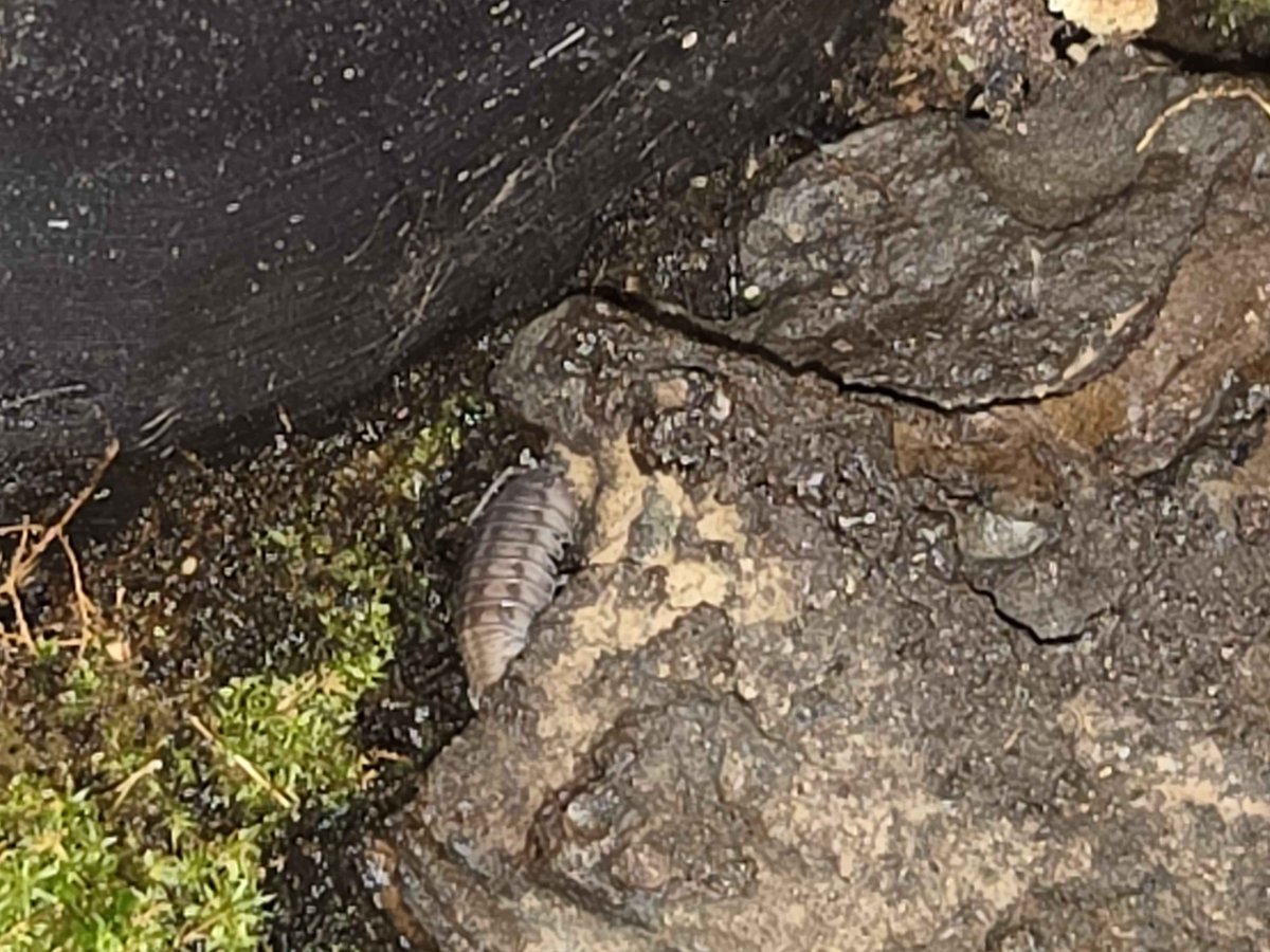 Lan1eBug's tweet photo. I've got lil guys now :3!!!
@BagggyKat got me some isopods :D #isopod #rolypoly #bugtwt https://t.co/UBk44czL8l