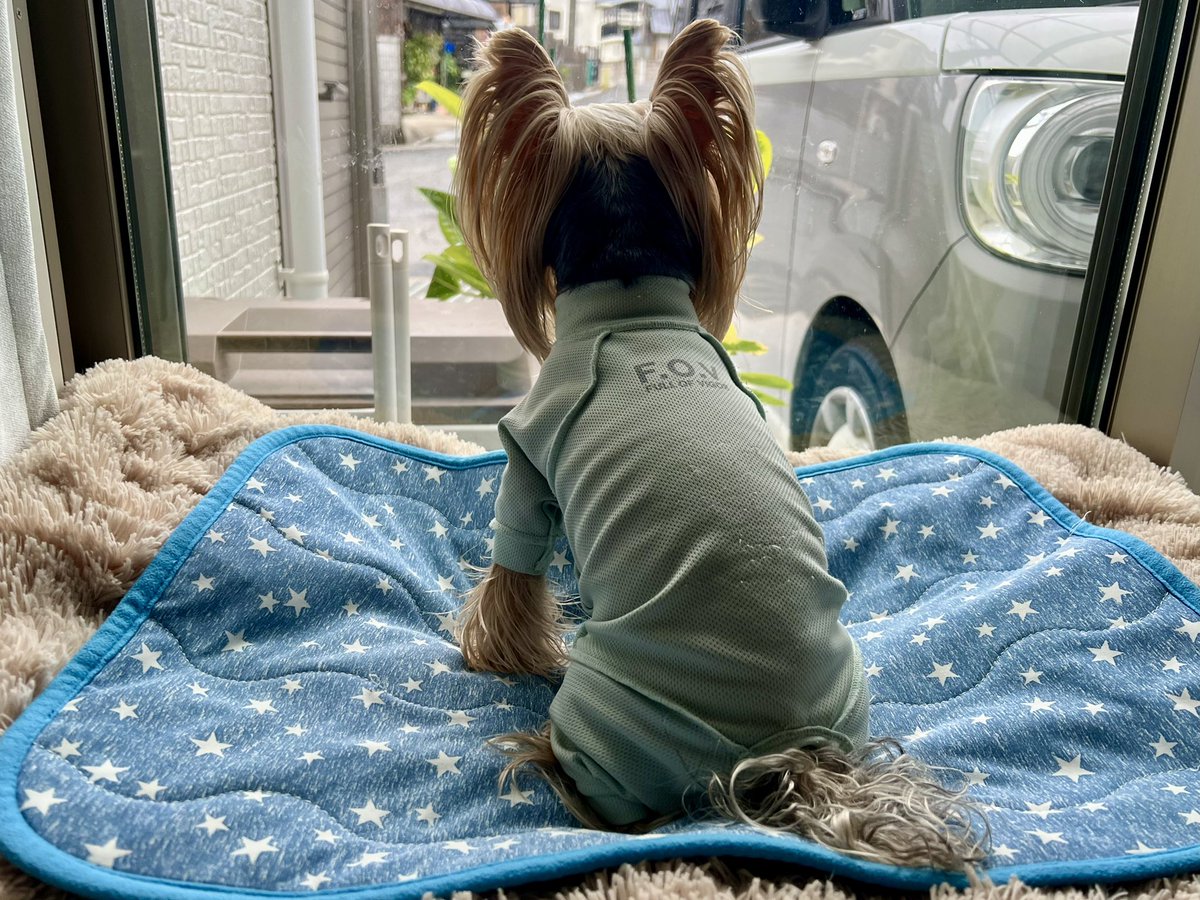 kotaroo99's tweet photo. ウチのパウパト🐾

#ヨークシャーテリア
#ヨーキー
#コタロー https://t.co/AXYR6f8Y6q