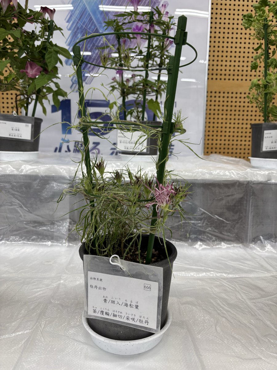 noriko_inada tweet picture