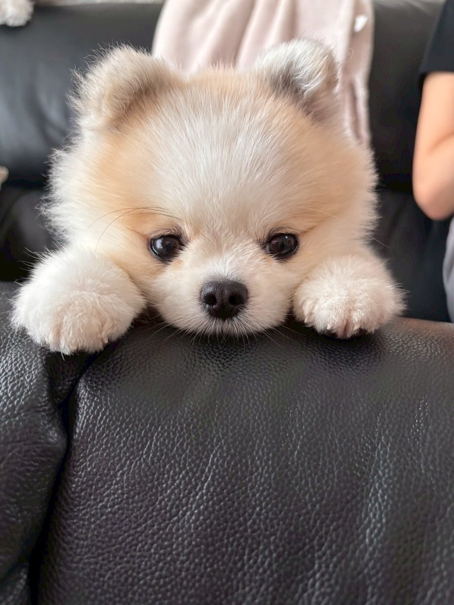 coton_ia's tweet photo. 抱っこしてくれる人募集中。🐶
＃ポメラニアン https://t.co/tC6AbIdtZo