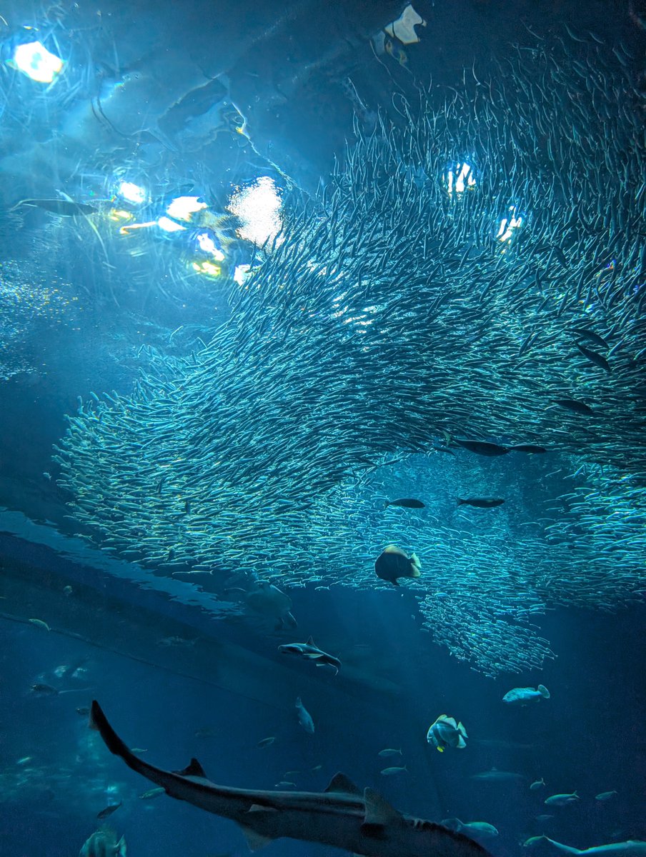 ada_jo96's tweet photo. 大洗水族館行ってきました https://t.co/vY5xxhxpb8