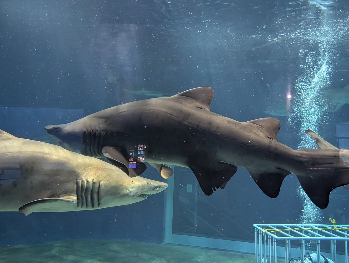 ada_jo96's tweet photo. 大洗水族館行ってきました https://t.co/vY5xxhxpb8