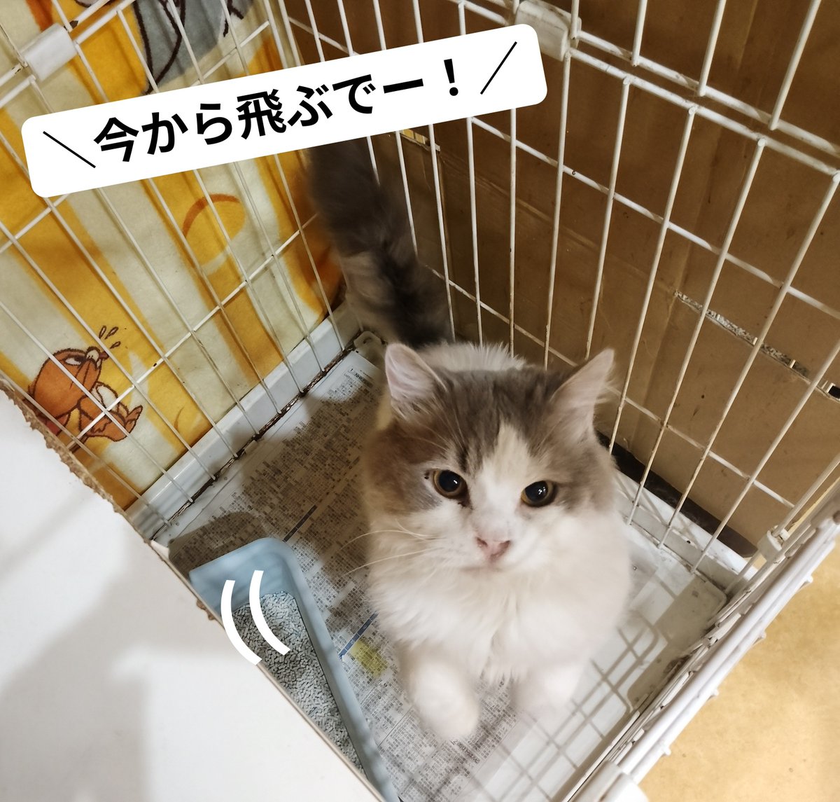 manchiTuruhashi's tweet photo. 【#里親募集】
#スコティッシュフォールド 男の子
ちゅき 2021.5.7生まれ

人に対しては懐っこく、マイペースな性格😸ケージ内にいても、柵越しにスリ²アピールしてくれます💕
猫慣れは、場合によっては時間がかかるかもしれません⚡️
4枚目の写真は、ステップに飛び上がろうとする瞬間のちゅき君です💨 https://t.co/aRVcSpKzFZ