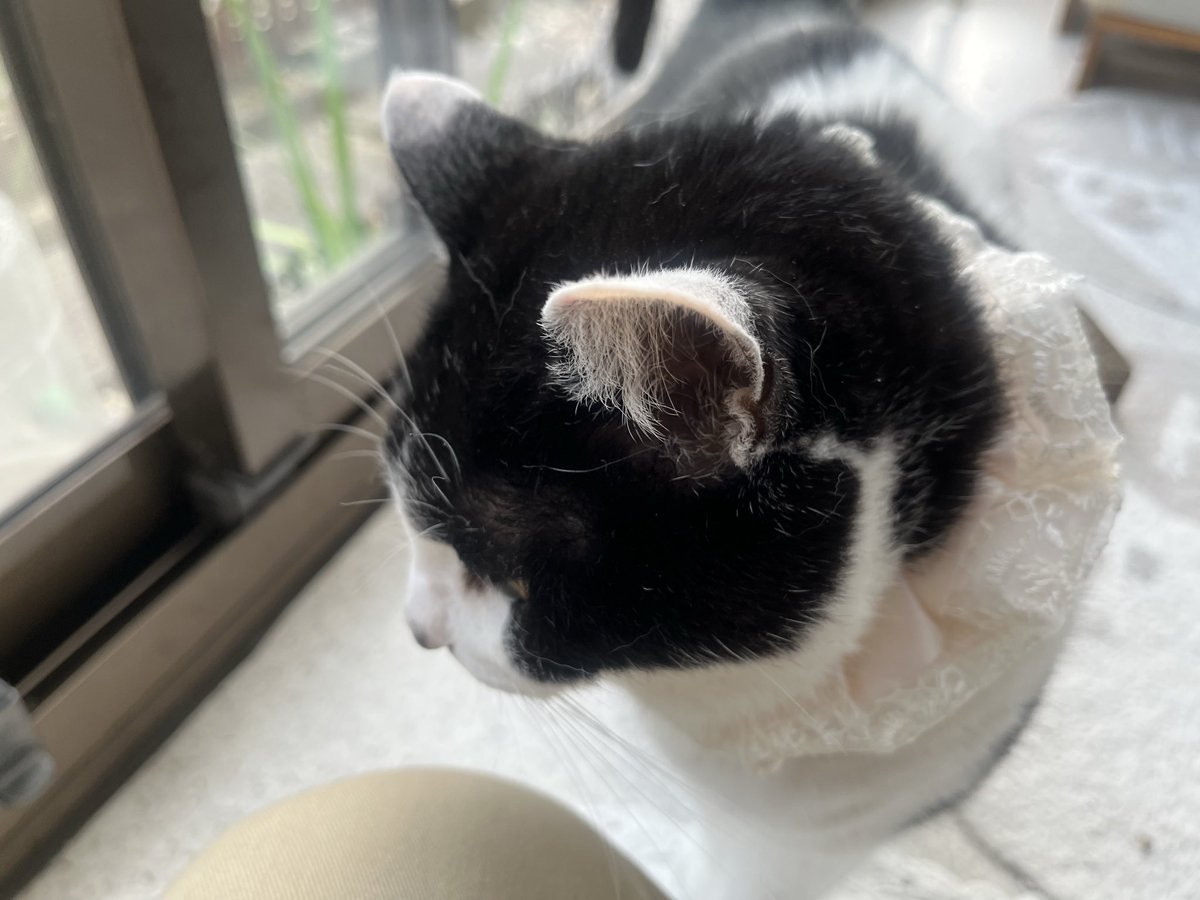 aho326's tweet photo. 近いすな…
#猫 #猫かわいい https://t.co/9Q7nAunCap