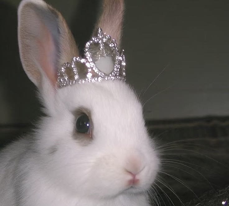 lolalovesloa's tweet photo. Everyone in my life loves spoiling me rotten 
Everyone in my life loves spoiling me rotten
Everyone in my life loves spoiling me rotten 
Everyone in my life loves spoiling me rotten
Everyone in my life loves spoiling me rotten
Everyone in my life loves spoiling me rotten https://t.co/56aE23nDEA