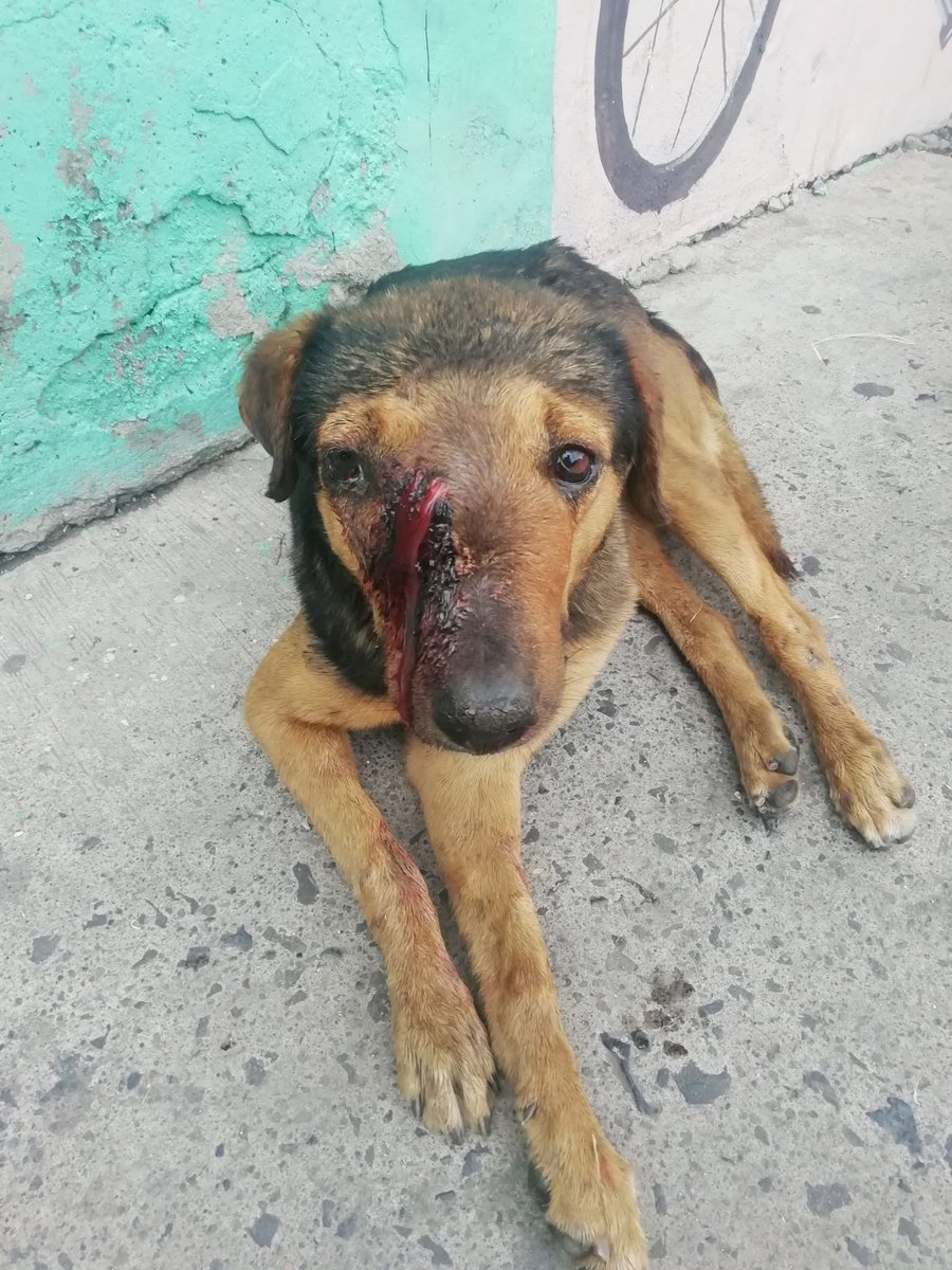 HELA_MORE's tweet photo. Mateo es uno de nuestros perritos rescatados. Hace dos años lo encontramos en las calles de Nezahualcóyotl, Estado de México, completamente enfermo de TVT, un tipo de cáncer que afecta a los perros,en los huesos y, sobre todo, con muchísimo miedo. 💔

Después de varias quimioterapias, una enorme deuda en la veterinaria y muchísimo amor, Mateo logró salir adelante. ✨

Pero hay heridas que no se ven…

A Mateo todavía le aterra la calle. Vivió cosas muy difíciles y su miedo no desapareció de un día para otro. Sin embargo, poco a poco ha aprendido que también existen manos que acarician, personas que cuidan y lugares donde puede sentirse seguro. 🥹❤️

Sabemos que probablemente Mateo no será de esos perritos que encuentran familia rápidamente. Es grande, tiene 7 años y es temeroso.

Pero nosotros queremos seguir confiando. 🙏🏻

En algún lugar tiene que existir una familia con el corazón suficiente para mirar más allá de su tamaño, de su edad y de sus miedos… una familia dispuesta a darle el tiempo, la paciencia y el amor que necesita.

Porque adoptar a Mateo no sería solamente darle un hogar.

Sería demostrarle que todo aquello que vivió quedó atrás y que su vida también puede terminar en una historia feliz. 🐾❤️

🐶 Mateo
🎂 7 años
📏 Talla grande
💉 Protocolo completo
📍 CDMX

¿Y si esa familia eres tú?
Dale una oportunidad a Mateo. Él ya sobrevivió a lo peor; ahora merece conocer lo mejor. ❤️