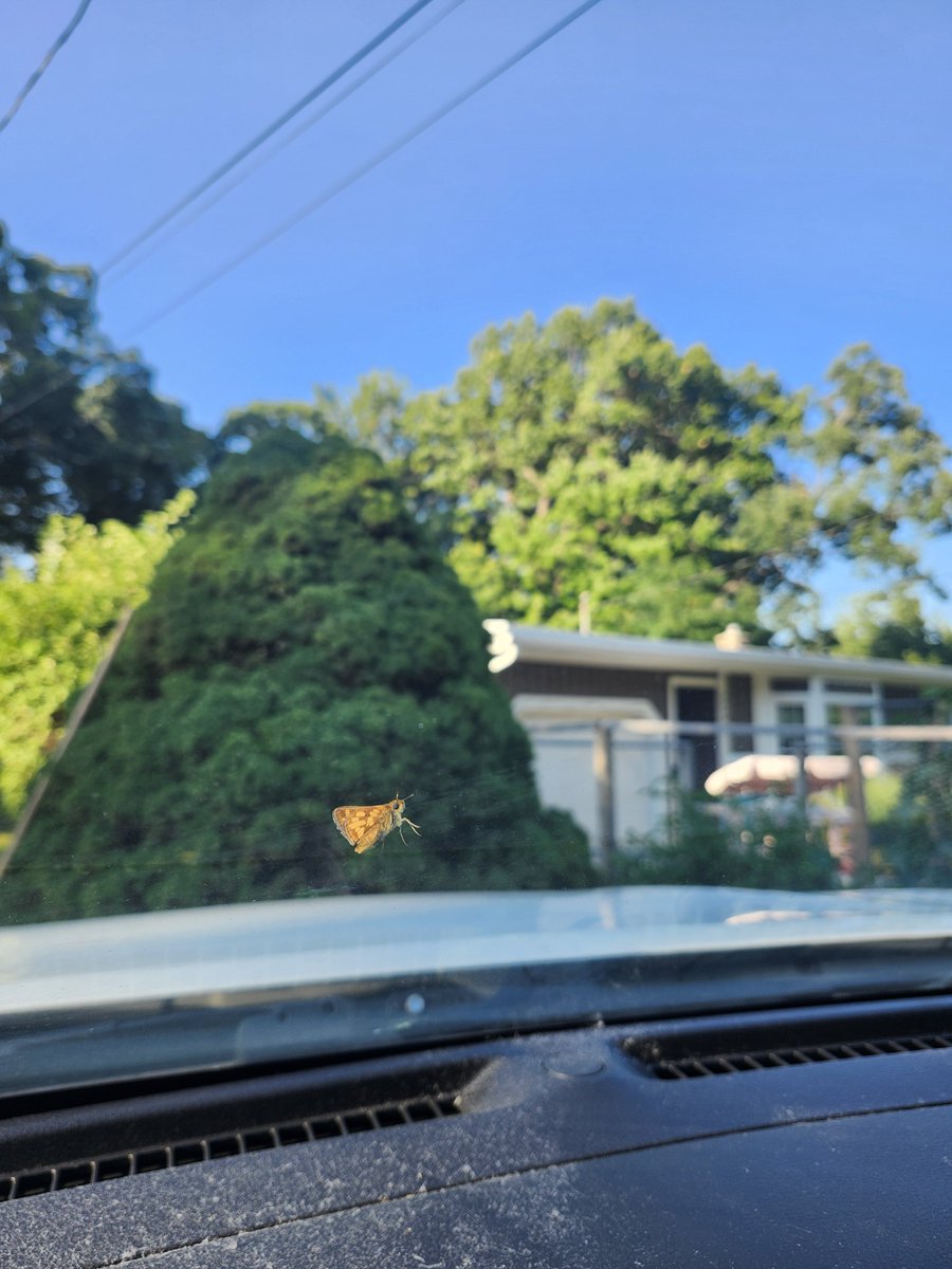 KinkiTheShinki's tweet photo. Coming home from school and having this fella on my window still makes me feel all tingly inside https://t.co/40pKjewzZT
