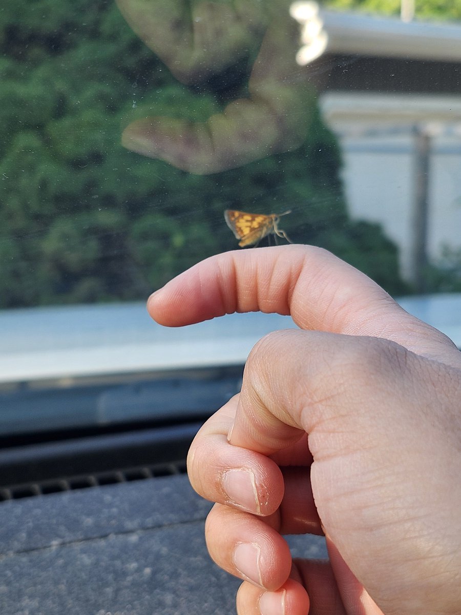 KinkiTheShinki's tweet photo. Coming home from school and having this fella on my window still makes me feel all tingly inside https://t.co/40pKjewzZT