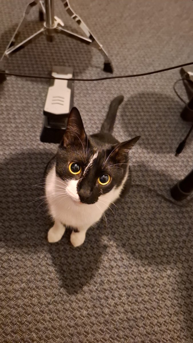 ripperdoc_irl's tweet photo. Bothersome creature https://t.co/0oscdnEVUI