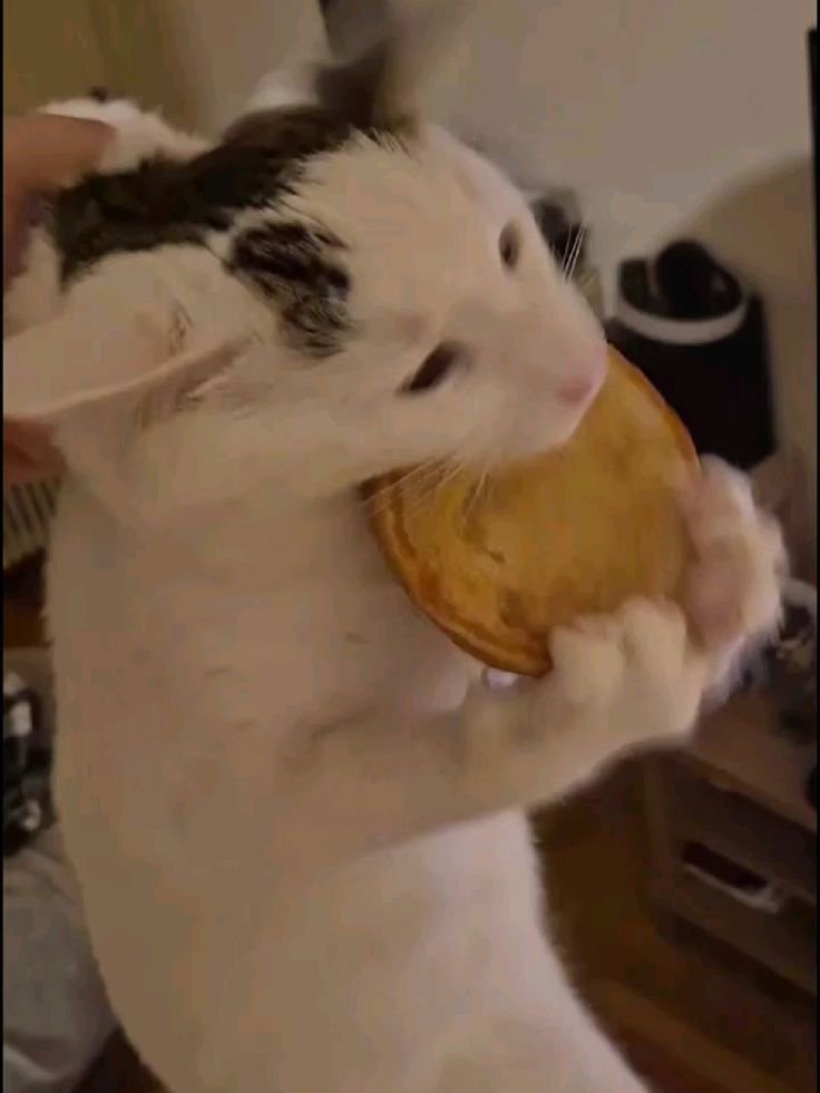 lekkermiloo's tweet photo. kenapa gemess bgt siii dek kalo makan, nom nom nom 😭🫳🏻 https://t.co/0hFc2kkyui