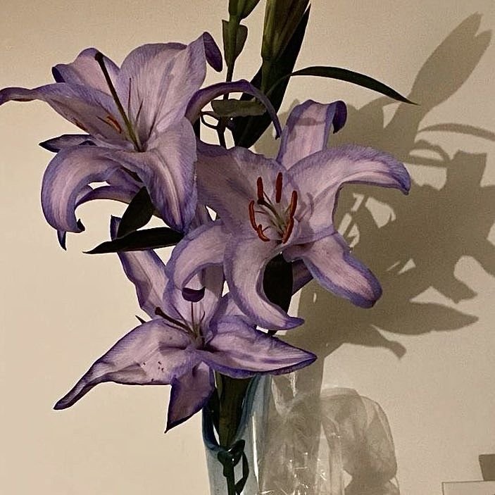tutututututulip's tweet photo. purple flowers 💜 https://t.co/ulvq7pTjqB