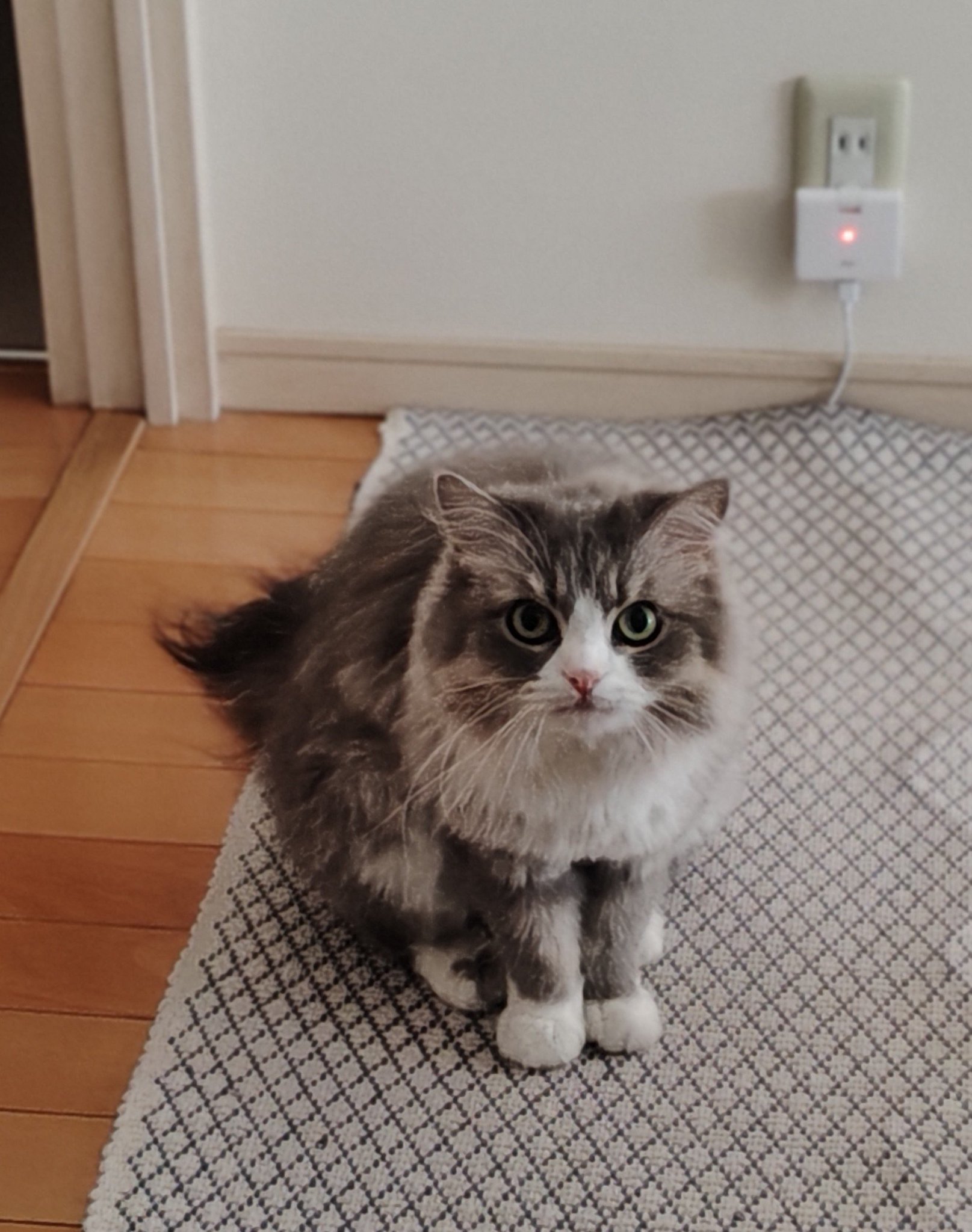 あおい🐾青空の日記 (かぁしゃんはKAO) on X: 