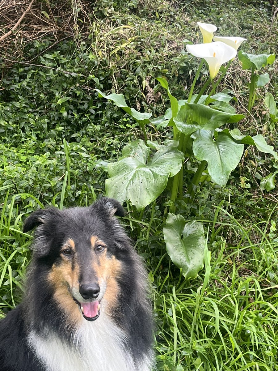 munkimoder's tweet photo. daily dog https://t.co/ym3qt39kRG