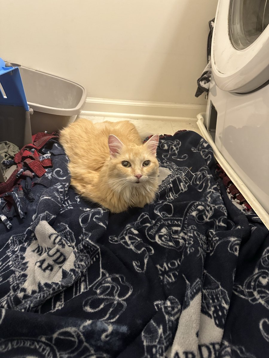 JeffSampson79's tweet photo. I adopted an ataxic ~13 year old insanely sweet old girl that needed a retirement home...wasn't looking to but she stole my freaking heart 💜 

Meet Peaches. I'm not sure how she'll fit in yet with the pack...still in quarantine...but we'll be making slow introductions soon and I expect she'll fit in well enough.

She trills so much I almost called her Dax, or Jadzia (sci-fi nerds will get it) 😊

Oh, and one of her eyes looks like a cracked marble. Clearly she's seen better days but she's not been on her own long and has clearly well taken care off. I'm determined to make her golden years bright
