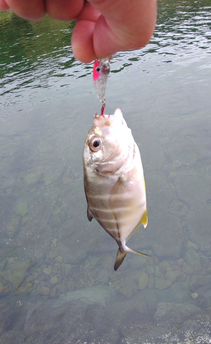 GatesOfBabylon7's tweet photo. 昨日は遠征最終日🎣

開拓で外しながら西から東へ🚗💨
東側は相変わらず荒れ荒れ🌊

水が少し落ち着いた川でラストスパート🐟
かめポッパーで10ほど釣ってシンかめジグの水面使いでで15ほど😁
フックをあったものを適当に着けたのでフッキングが異常に悪く…改善要🤔

33メッキ🐟 https://t.co/2NBcPJ6yJg