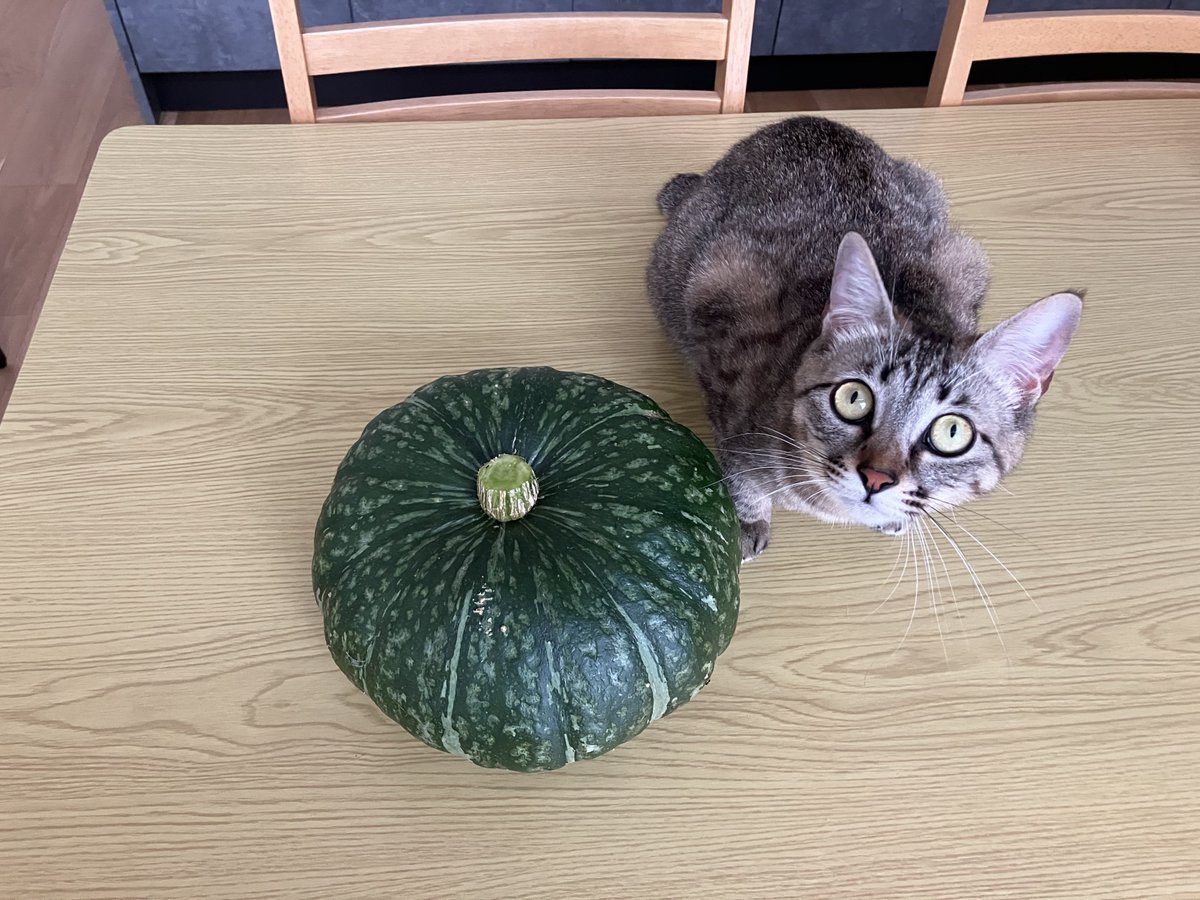 _roro_cat_'s tweet photo. これ　なんですか？ https://t.co/eV5CuPWOM7