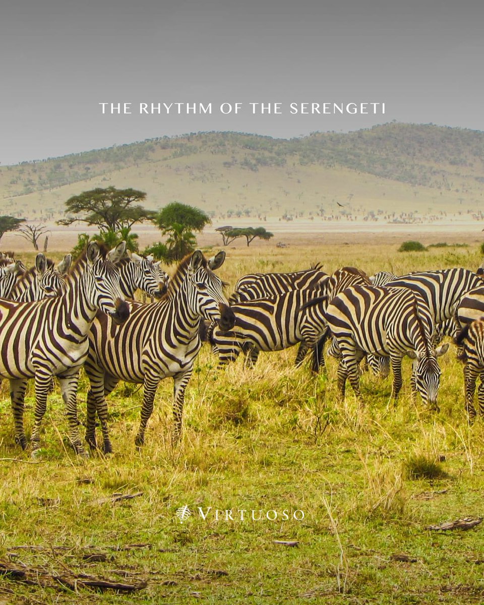SamudioReinaldo's tweet photo. Sleep beneath the stars as the Great Migration passes your tent in a mobile camp that follows the rhythm of the Serengeti. Start planning the journey of a lifetime. https://t.co/RXZXamsIuG