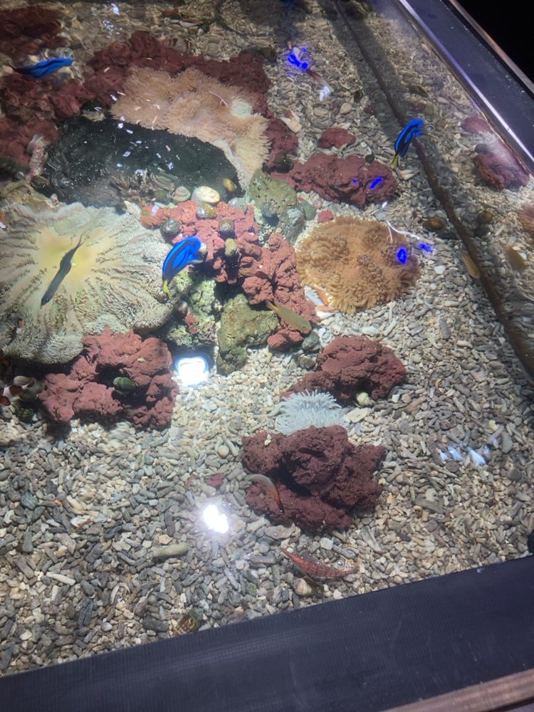 satoshinnosub's tweet photo. アクアパーク川越へ行ってきました。
お馴染みの熱帯魚はあまりいませんでし��がユニークな生体が多く楽しかったです😌

詳細はブログに書きました→ https://t.co/pDQuhEyWqk

#海水魚　#熱帯魚　#爬虫類　#水族館
#川越 https://t.co/cxfRpQTv7e