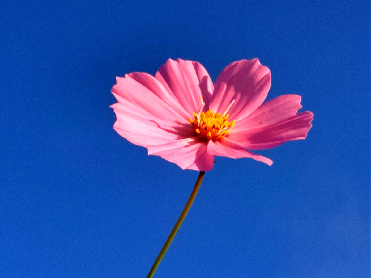 pon_idea's tweet photo. こんな時だからひとつ頑張る💪 https://t.co/Jl6hP8vQWs