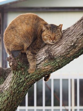 Yuruneko_offi's tweet photo. #yuruneko 
#猫のいる暮らし #猫好きさんと繋がりたい https://t.co/okNSg8C2Y9
