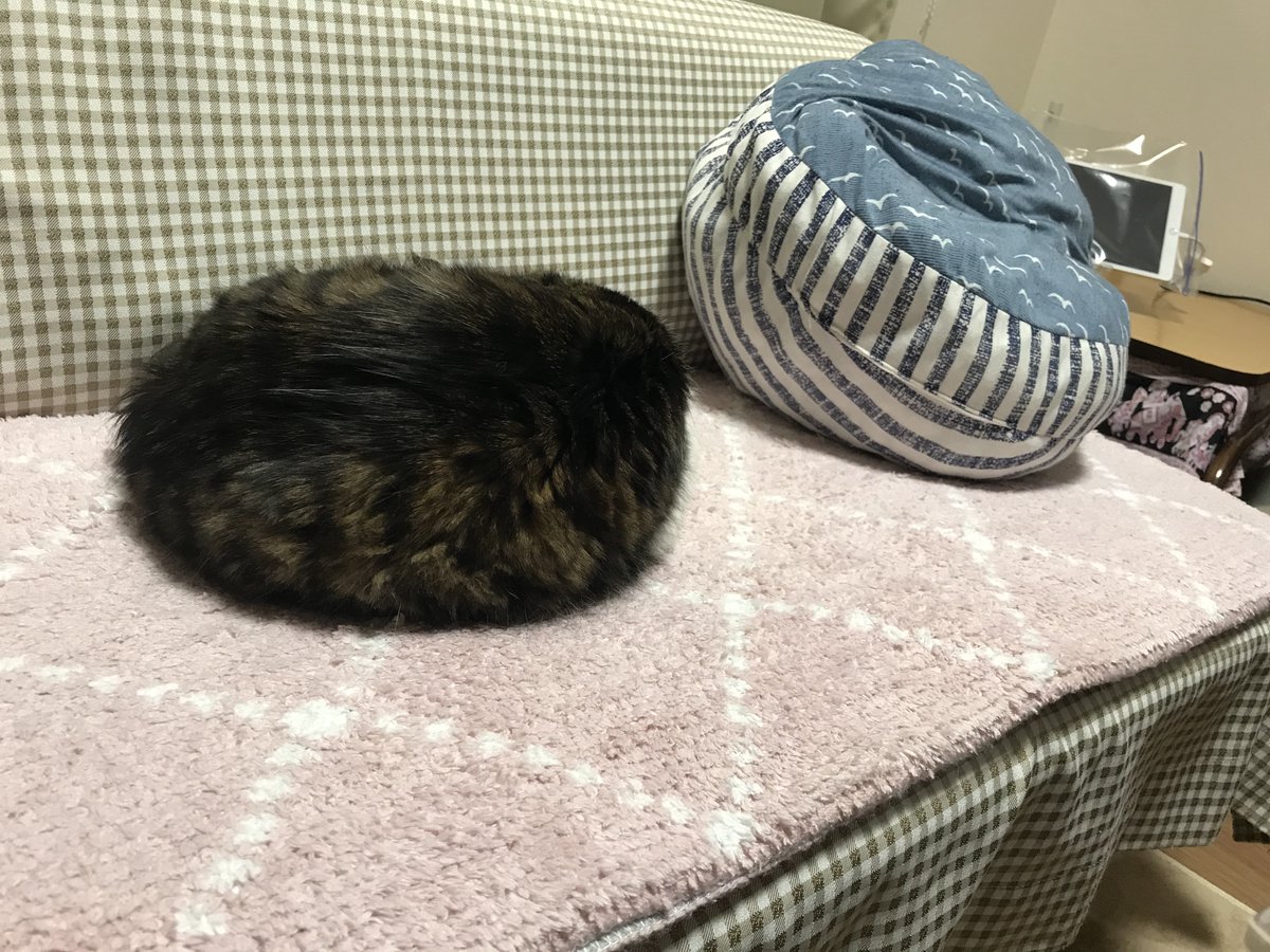 KaneKirika's tweet photo. 今日でヤマダ氏が虹の橋を渡って2年が経過しました

我が家では常に何処かで気配を感じており、「逆にお盆に向こうに行ってた」疑惑が立っています

不定期ですが動画投稿は続けていきますので、身近に感じて頂けたら幸いです

多くの方がヤマダ氏を覚えててくださるならヤマダ氏は不滅なのだから https://t.co/wIgfG8ENx3