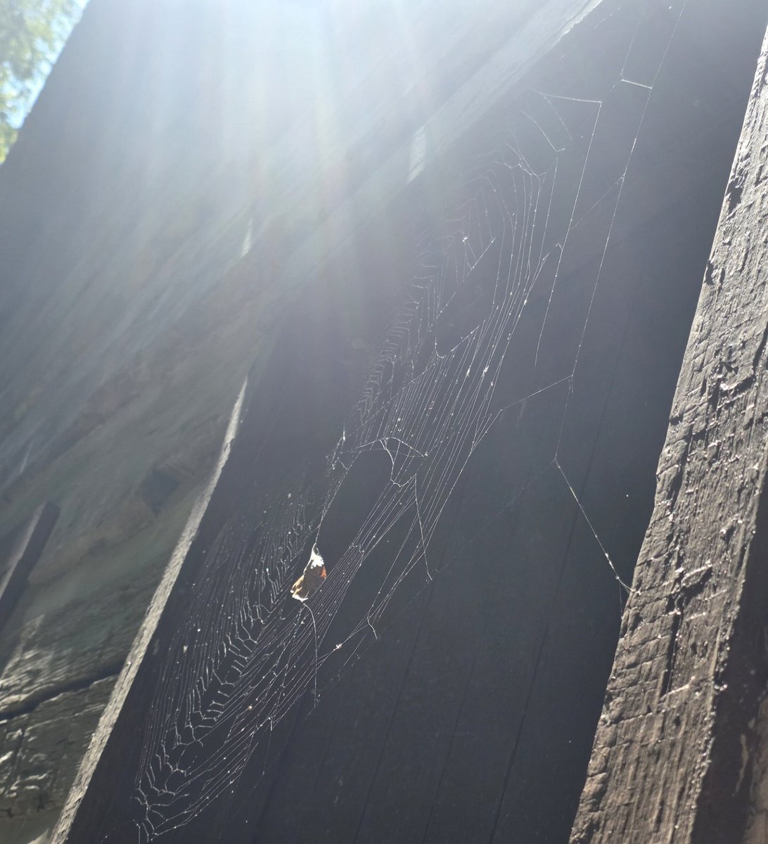 90sbigboy's tweet photo. Wanna get caught in my web ;) 😆🕸🕷 https://t.co/xY9HOnn3uu