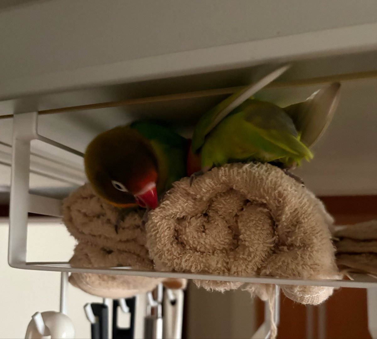 botan2006age08's tweet photo. イライラする時は、我が子を見て心落ち着かせます

#ボタンインコのいる暮らし　#早く帰りたい https://t.co/thucx1ViCj