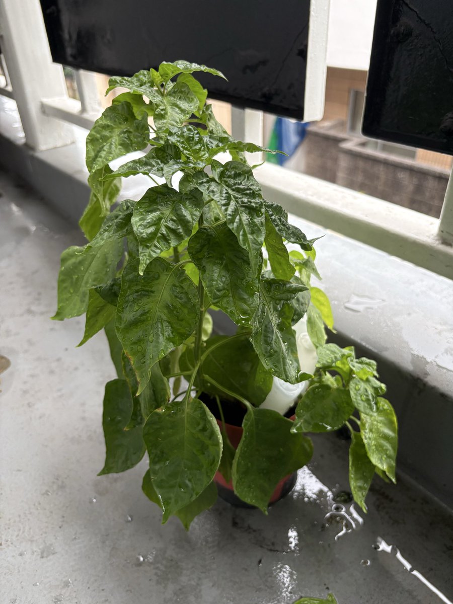 uraniumuraura's tweet photo. 久しぶりに本日のハバネロ

間引かなくてもすくすく成長してるな
そろそろ花が咲いてもいい頃か https://t.co/3yLd8lPsV5