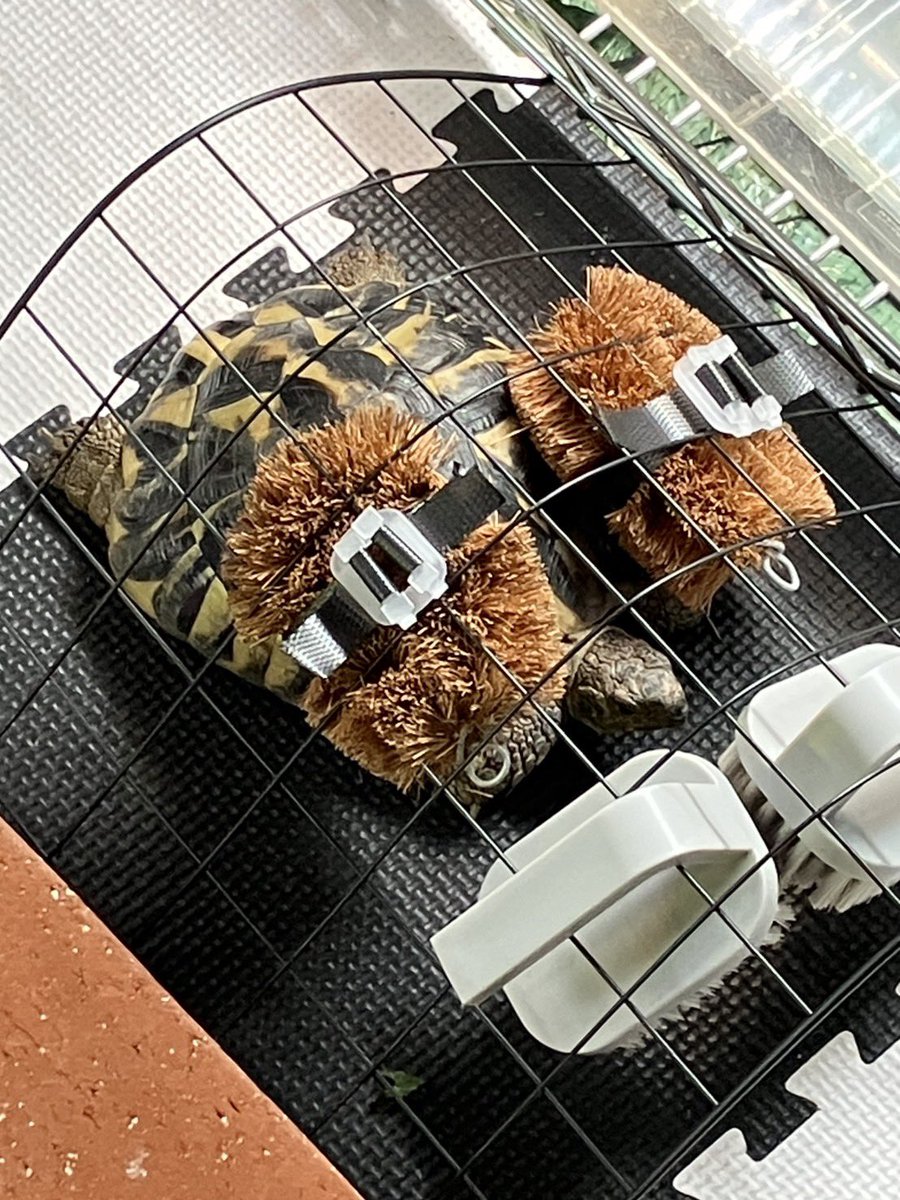 a_rhino_horn's tweet photo. リクガメが狭いところに入りたがるのが「甲羅が痒いからでは？」と思い、百均のスチールネット？をパワーで曲げてタワシを括り付けた。

すると甲羅を擦りにくる様になったので、やっぱり甲羅は痒いらしい。

ワイルドのめちゃくちゃ甲羅が綺麗な亀って日常的に甲羅擦ってるのかも？？？ https://t.co/WgxySesZNW