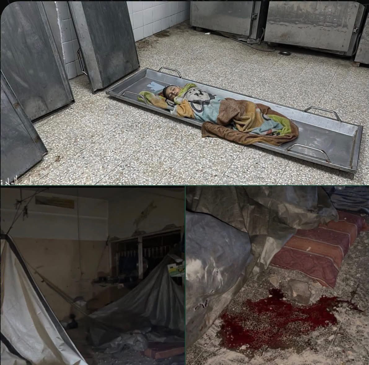 gazanotice's tweet photo. 🚨BREAKING: Seven year old Saadi Ghaliya was killed by an Israeli artillery shell while he was sleeping at his displacement shelter inside Sakina School, east of Deir al-Balah Central Gaza Strip after midnight.

The shell struck him directly. It did not explode otherwise, the killing toll could have been far higher.