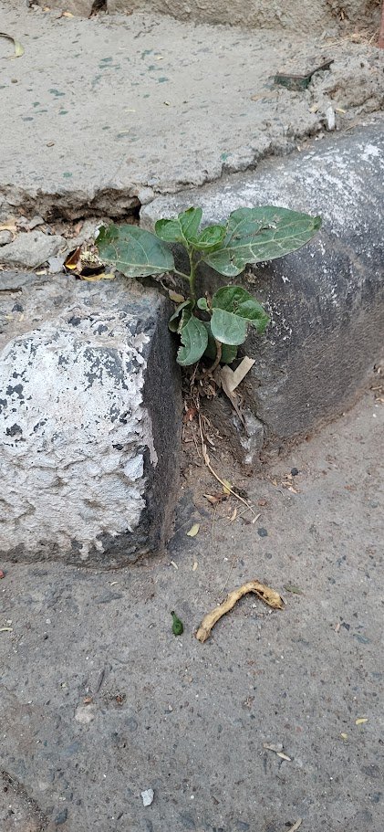 TheRisenSoul's tweet photo. Yours blooms where nobody made space.
Mine #Gows where space barely existed.
Perhaps that is courage in its purest form, not waiting for life to make room for you, but finding a way to live anyway. 🌱
Captured through my lens. 📸 https://t.co/pJHCGLlbLo